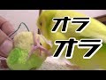 うちのインコお気に入りオモチャが好きすぎて、逆に暴力振るってるみたいで怖い