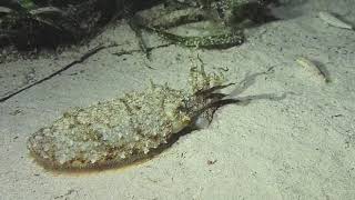 Watch how calamari catch their prey شاهد كيف تلتقط سمكة السبيط فرائسها