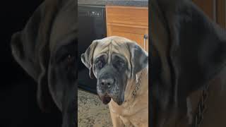 Giant mastiff throws a tantrum over tuna sandwich #mastiff #englishmastiff #funny #puppies #pet