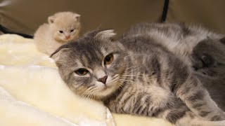 赤ちゃんがかわいくて仕方ない猫がかわいすぎた… kitten, 1month after birth