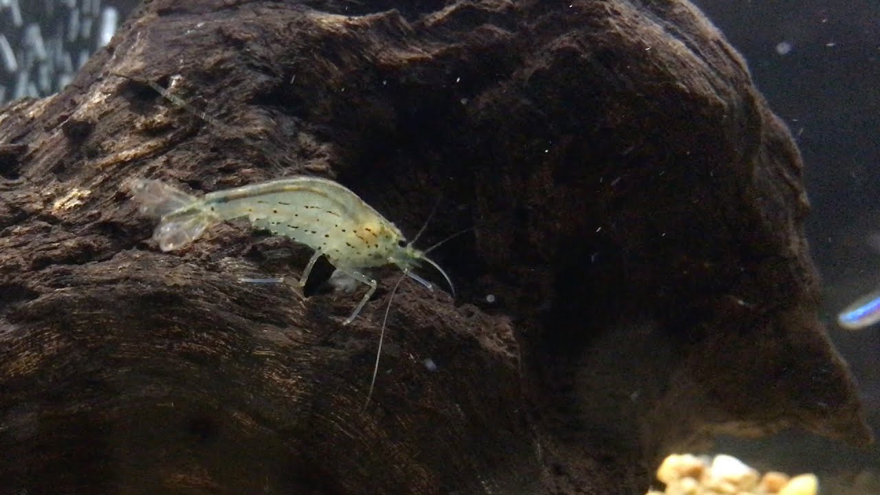2 Amano Shrimp In A 20 Gallon Community Tank YouTube 2 Amano Shrimp In A 20 Gallon Community Tank YouTube