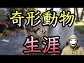 突然変異！驚きの姿をした奇形動物たち！