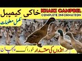 Khaki Campbell Breed Complete History And Detail Eggs Production Weight Health Guideline