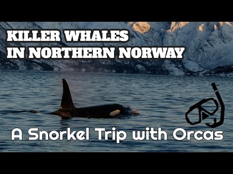 Video: Inilah Yang Kelihatan Seperti Berenang Dengan Orcas Norway - Rangkaian Matador