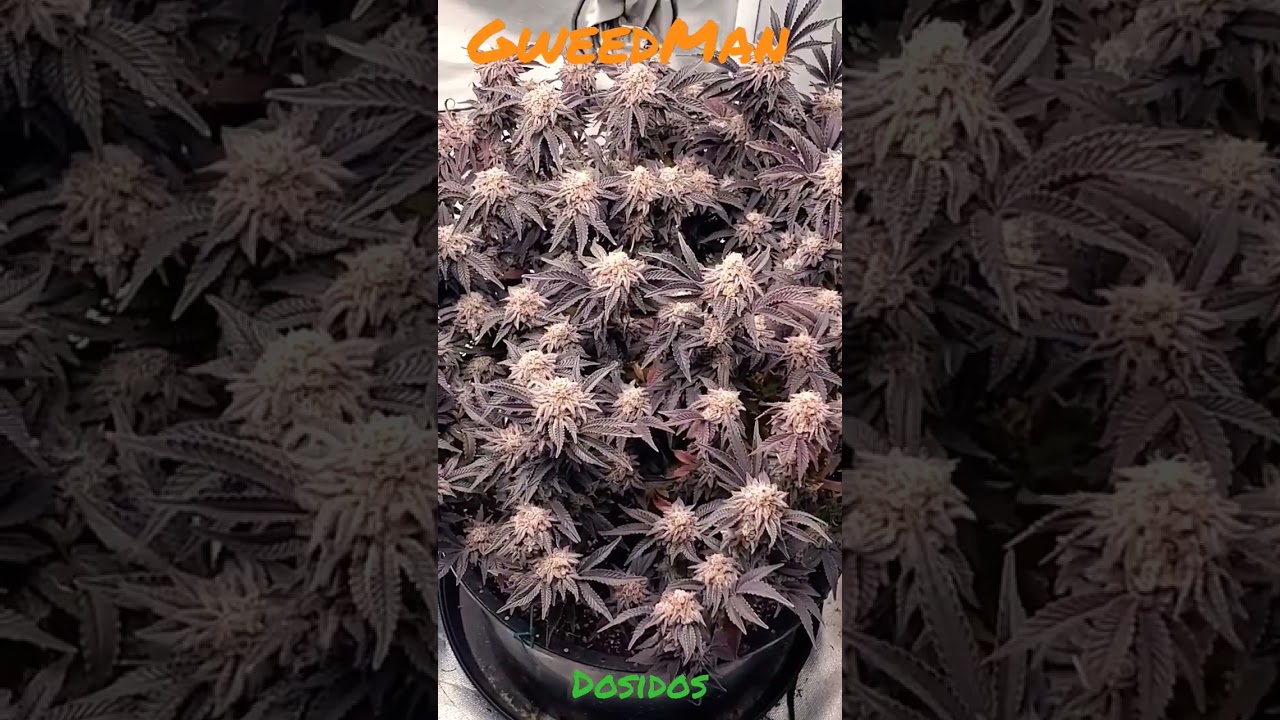 Dosidos. HomeGrown Smoke🗣💨 with GweedMan!