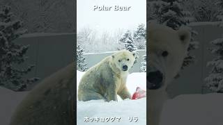 首大丈夫?ホッキョクグマのロープ乱舞が強すぎ!#polarbear #shorts