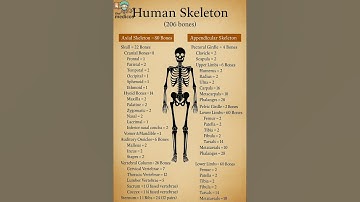 Skeletal system explained with axial and appendicular skeletal with their bones #Skeletalsystem