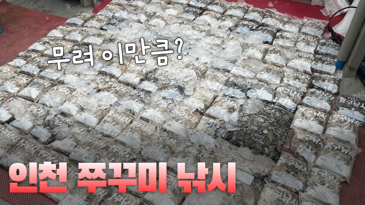 인천 쭈꾸미 사이즈와 마릿수가 심상치 않네요.. 늦지 않았습니다, 당장 예약하세요!