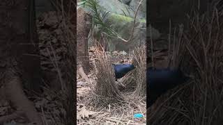 Satin Bower Bird Building Nest #aussiebuzz