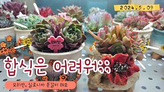 예쁜 화분에 예쁜 다육이 심기 언화분×모히칸, 꽃담분×실로니카