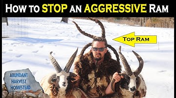 How Do I STOP An AGGRESSIVE RAM?