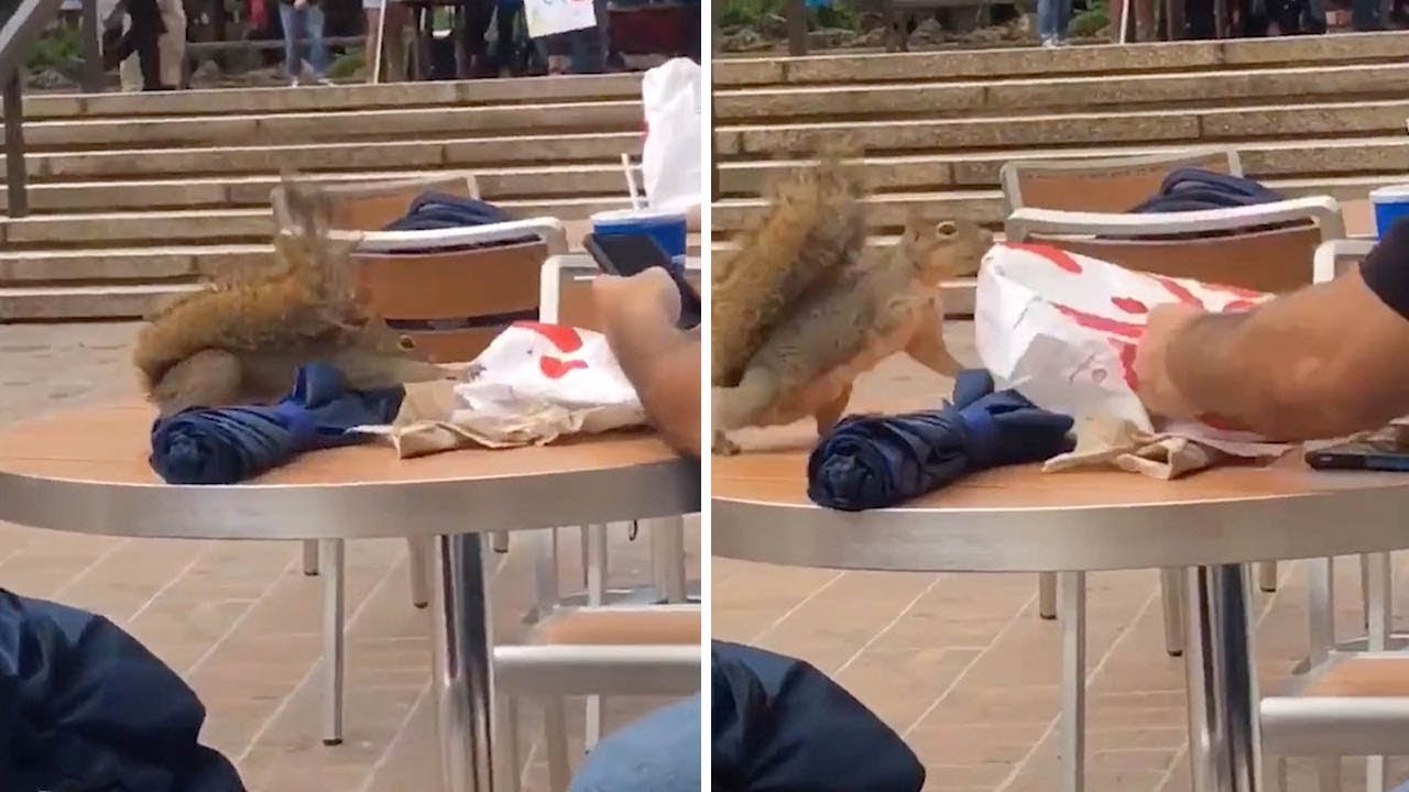 Squirrel Tries To Steal Food YouTube