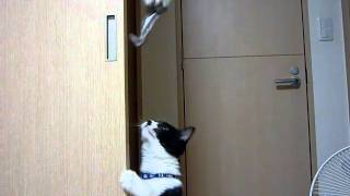 ねずみのおもちゃで遊ぶ猫