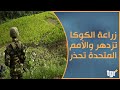 زراعة الكوكا تجارة تزدهر والأمم المتحدة تحذر
