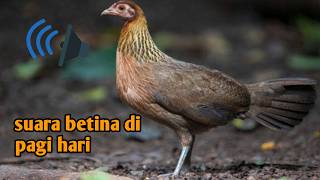 suara ayam hutan ori betina memanggil jantan di pagi hari