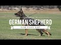 GERMAN SHEPHERD DOGS AND A RAW FOOD DIET