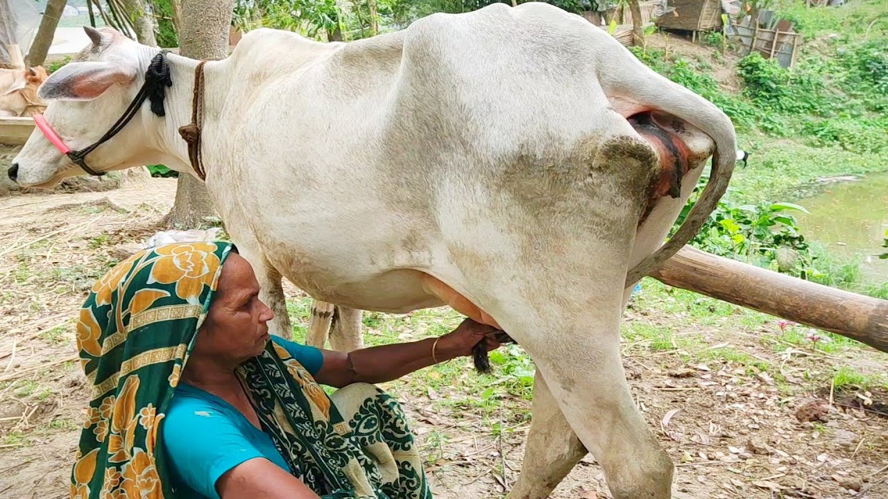 Amazing Girl Collecting A Lot Of Milk From Indian By Hand YouT