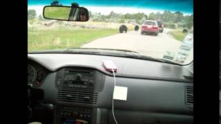 Bear Country USA: Bear Fight