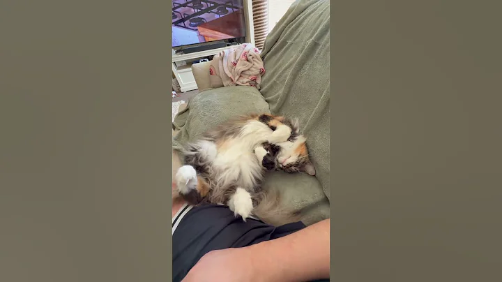 Watch the video about #catshorts #ragdollparcore #cutecat #cat #cats #cute #catcat #mainecoon #funny #cuteanimal