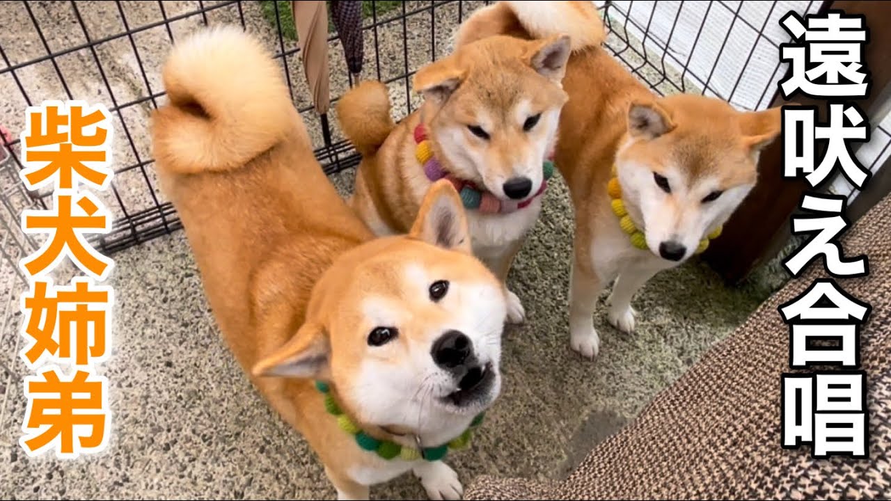 柴犬姉弟がサイレンに共鳴して遠吠え合唱を始めました ゆず茶の遠吠え初公開 Youtube