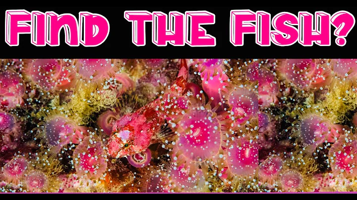 Find The Hidden Animals #3; Nobody Can Find Them All |Optical Illusions|Brain Teasers|Wild Me