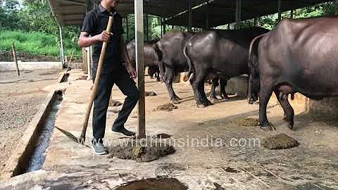 Fresh cow dung cleaning with traditional spade at dairy farm in western India