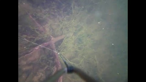 FishSpy Footage - Snag found in swim