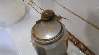 Snail On Tap