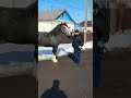 цыганские лошади шайр 1 .7 г КОСТРОМА