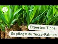 Yucca-Palme pflegen (Anleitung)