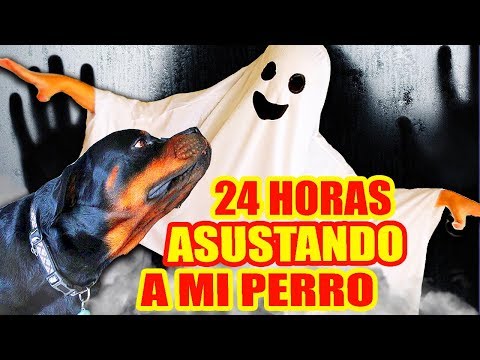 24-horas-asustando-a-mi-perro!-rottweiler-reaccionando-a-juguetes-de-terror!-reto-sandraciresart