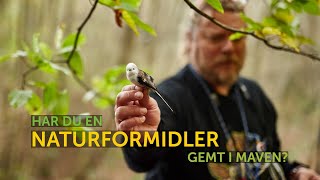 Har Du En Naturformidler Gemt I Maven? Bliv Fugleambassadør I Dof Birdlife