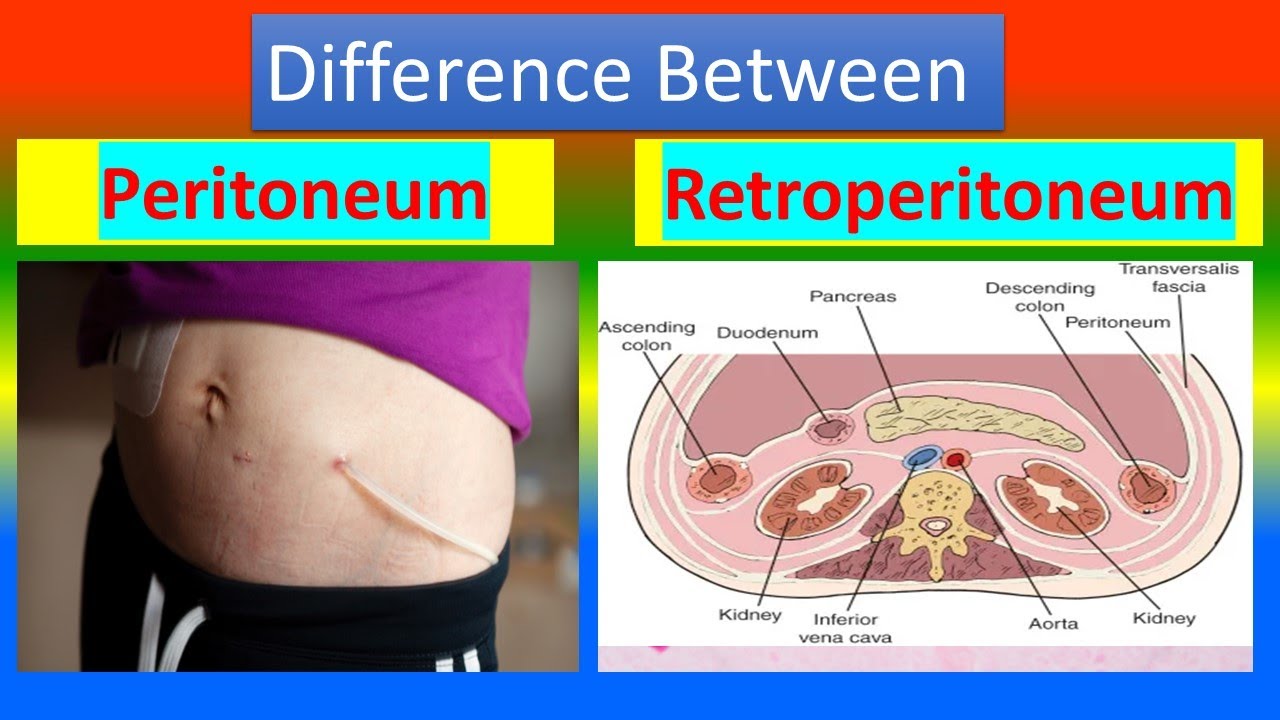 What Is The Difference Between Perineum And Peritoneum