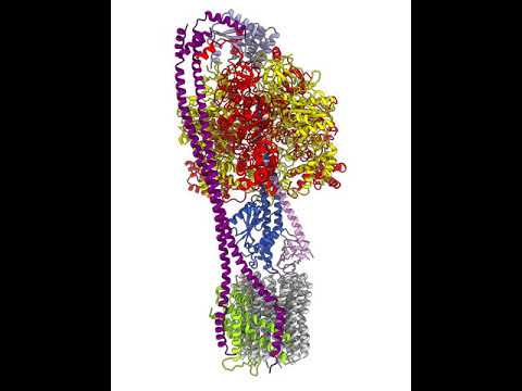 Bacillus PS3 ATP