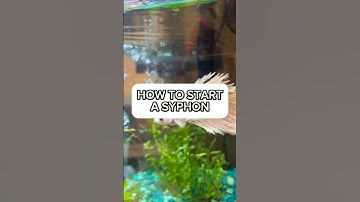 How do I start a syphon? (How to use a gravel vacuum for my aquarium) #fishtankcleaning #fishtank