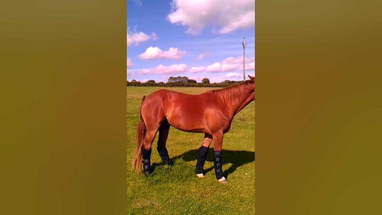 horse walking in travel boots