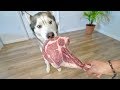 Dog vs 7 Pound Raw Meat Steak! (ASMR)