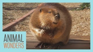 Beaver Explores The Yard!