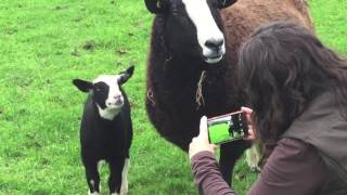 Zwartbles Sheep Are Very Friendly Even to Strangers