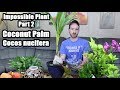 Update on Impossible Plant (Coconut Palm)