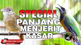 SPESIAL MASTERAN PANJANG MENJERIT DAN KASAR, COCOK UNTUK MEMASTER  BURUNG KESAYANGAN ANDA DI RUMAH