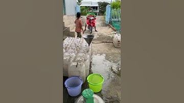 Cá thác lác giống. Cá nàng hai giống #cá_giống #trại_cá_giống_út_me 0909770509