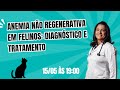 Anemia não regenerativa em felinos  diagnóstico e tratamento