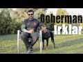 Köpek Irkları - Doberman