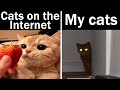 Memes My Cat Sent Me | Nightly Juicy Memes #102