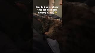 The art of cat rage bait 😭🥀 #cat #cutecat #funnycats #fyp