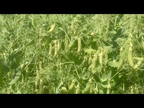 Видео: Информация об австрийском озимом горохе - узнайте, как выращивать австрийский озимый горох