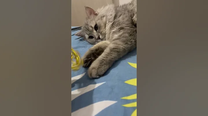 Watch the video about #Cat#Snow#cat lovers#cat playing#cat likes games#cute cat#adorable#Smart#playfull#Persian