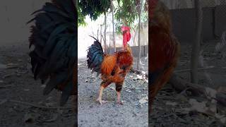 Frango Caipira Reprodutor Esse Tem Qualidade