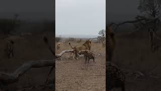 Lion Vs Hyena